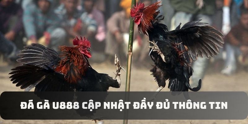 Đá gà U888 cập nhật đầy đủ thông tin cho thành viên Đá gà U888 cập nhật đầy đủ thông tin cho thành viên