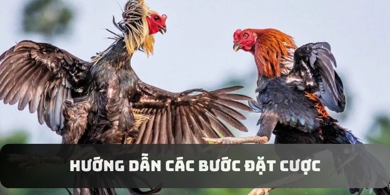 Hướng dẫn các bước đặt cược cơ bản Hướng dẫn các bước đặt cược cơ bản