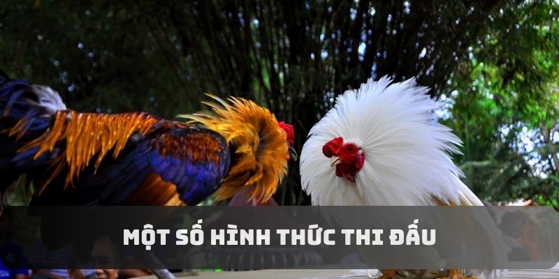 Điểm danh một số hình thức thi đấu nổi bật Điểm danh một số hình thức thi đấu nổi bật