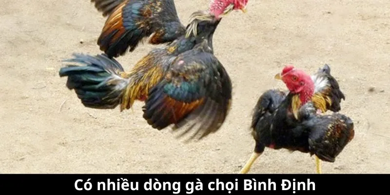 Có nhiều dòng gà chọi tại Bình Định Có nhiều dòng gà chọi tại Bình Định