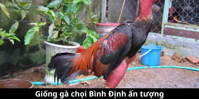 Giống gà chọi Bình Định ấn tượng Giống gà chọi Bình Định ấn tượng