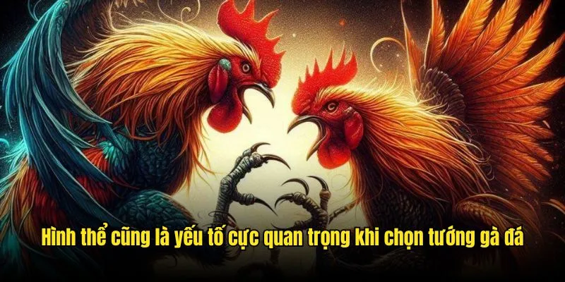 Hình thể cũng là yếu tố cực quan trọng khi chọn tướng gà đá Hình thể cũng là yếu tố cực quan trọng khi chọn tướng gà đá