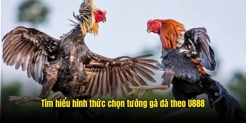 Thông tin cơ bản về hình thức chọn tướng gà đá Thông tin cơ bản về hình thức chọn tướng gà đá