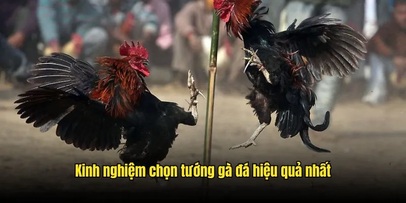 Kinh nghiệm không nên quá phụ thuộc vào phương pháp chọn tướng Kinh nghiệm không nên quá phụ thuộc vào phương pháp chọn tướng